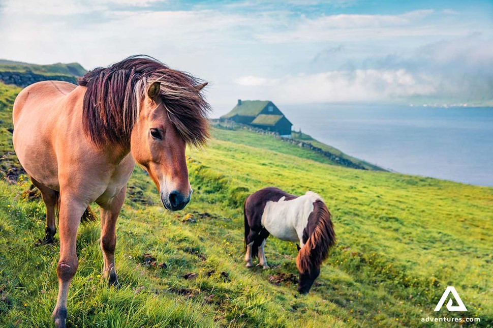 roaming horses in faroe islands at summer in a field