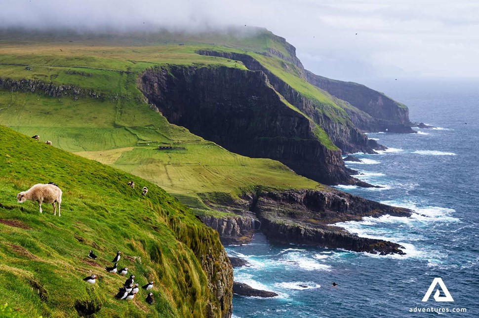 sheep walking around steep cliffs in faroe islands at summer