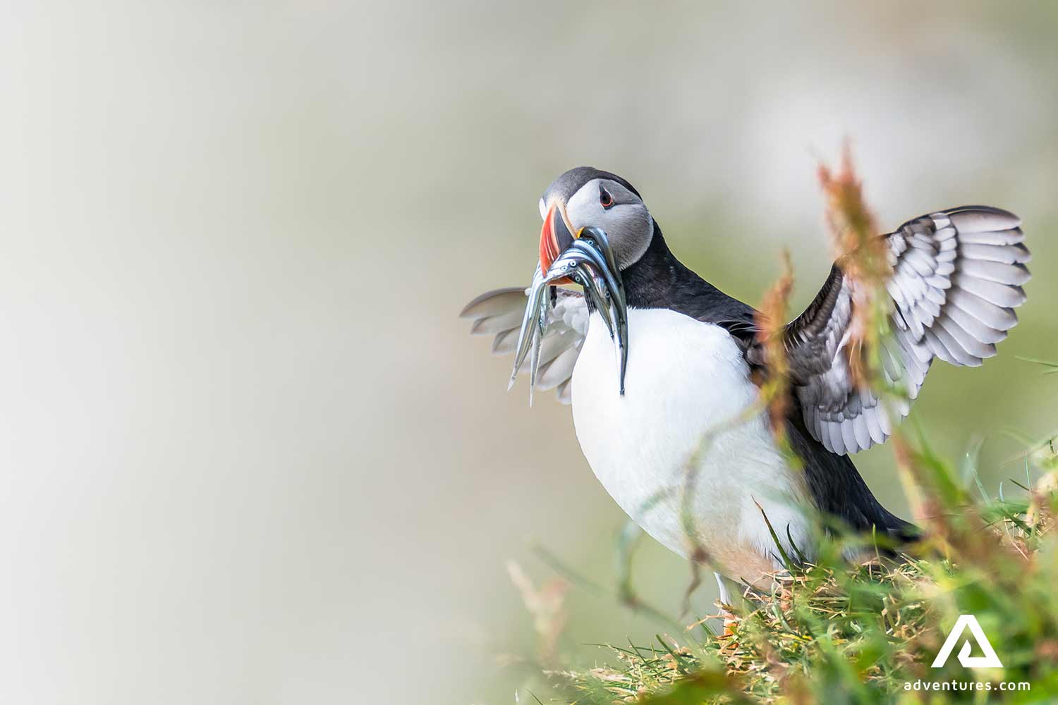 puffin spreading wings while fishing near cliffs