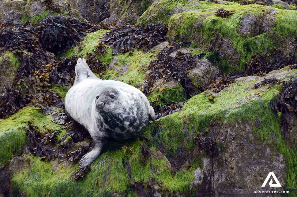a big seal on at the oceanside in faroe islands