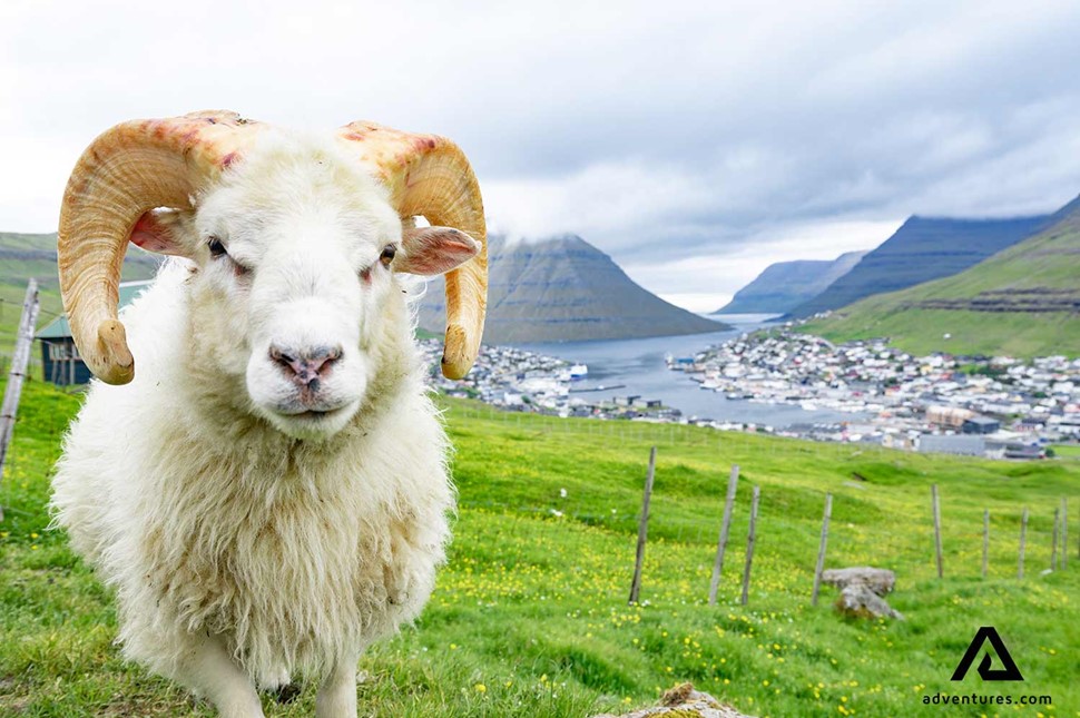 a sheep from closeup in faroe islands at summer