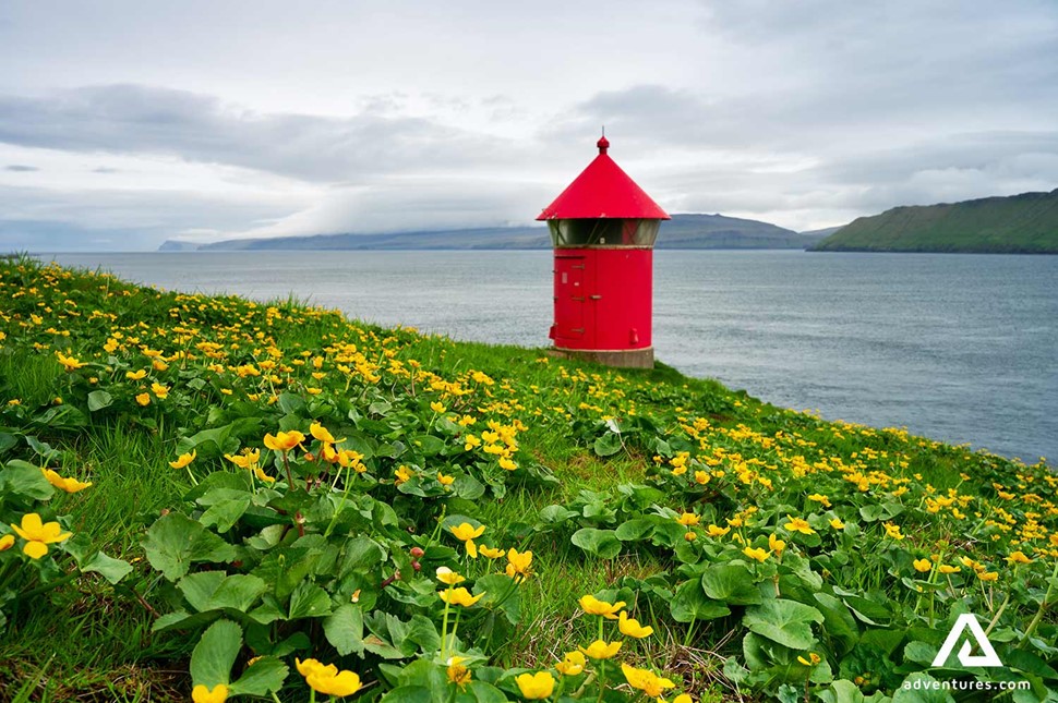 small yellow flowers in faroe islands at summer