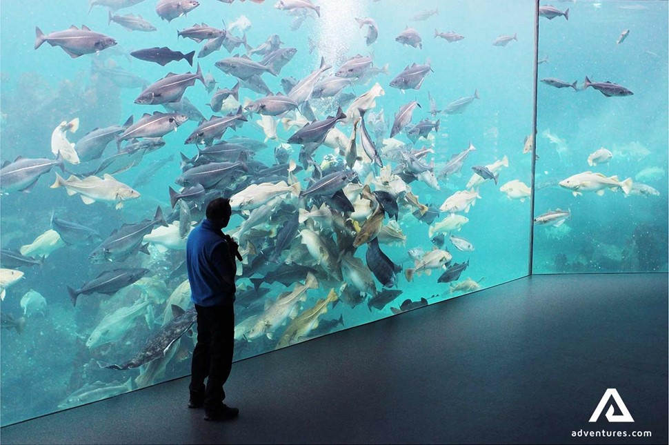 a man looking at large fish at an aquarium in norway