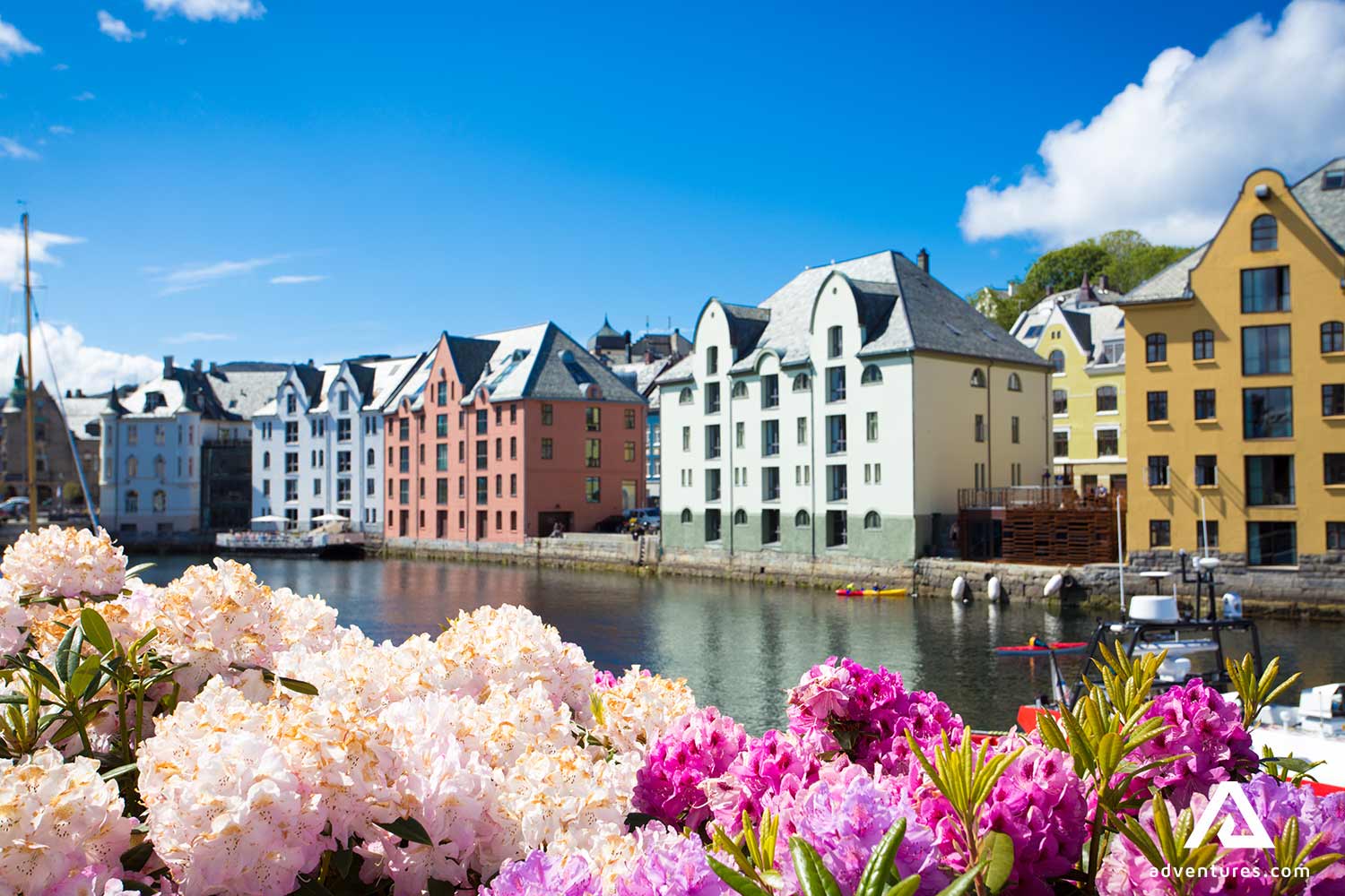colourful flowers with building in the background in alesund city
