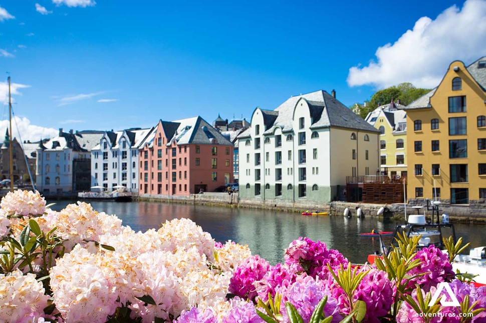 colourful flowers with building in the background in alesund city