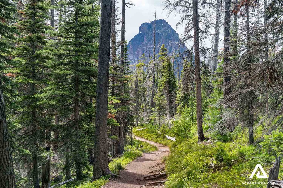 forest hiking path in glacier national park in canada at summer