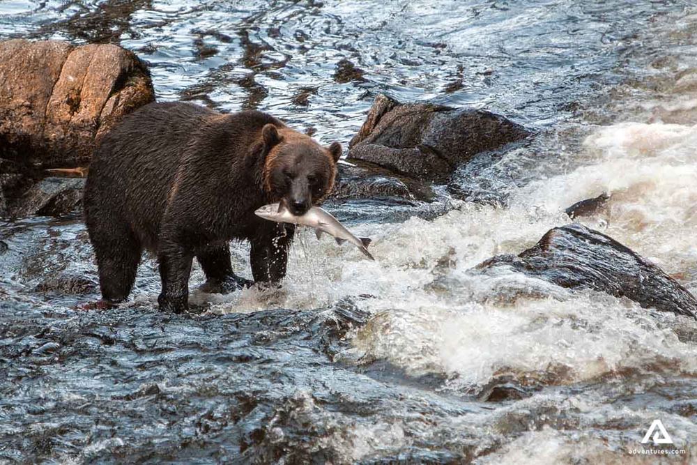 Grizzly bear catches salmon
