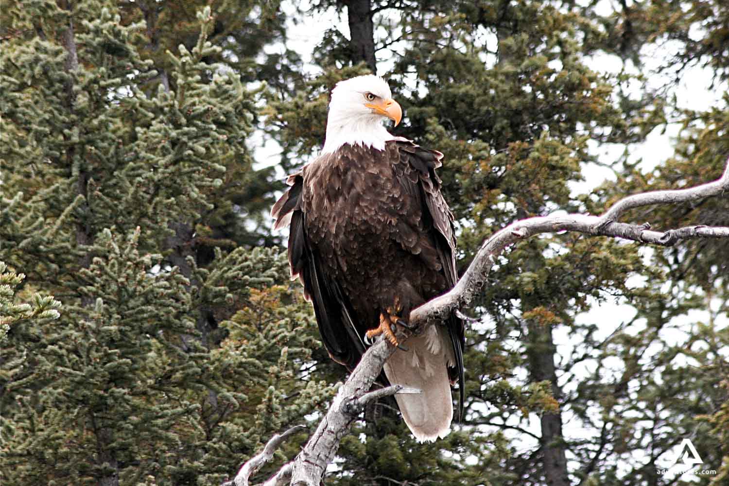Bald eagle