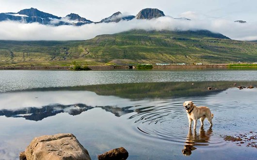5 Tips for Taking Pets on Holiday with You to Iceland 