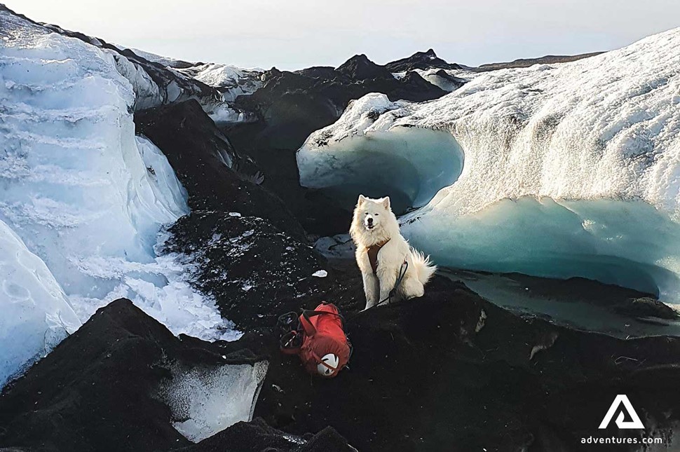 samoyed dog breed on a glacier in iceland