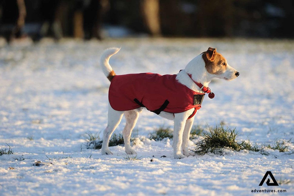 jack russel dog with a winter coat 