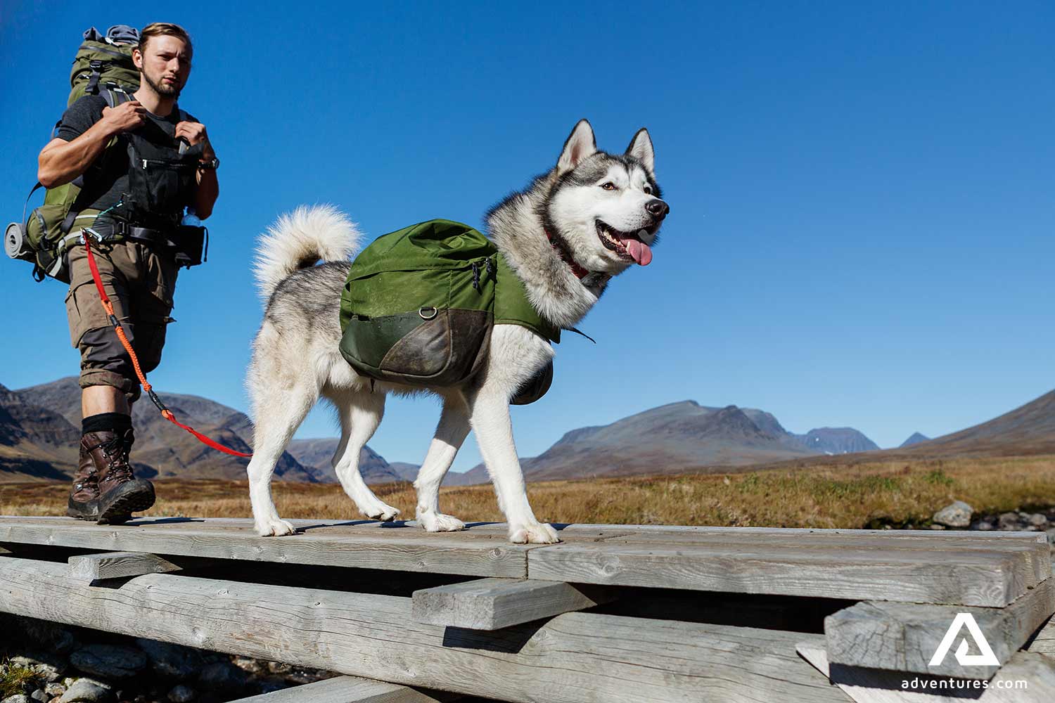 man trekking with his husky dog in sweden