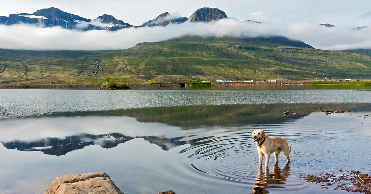 travel to iceland with a dog