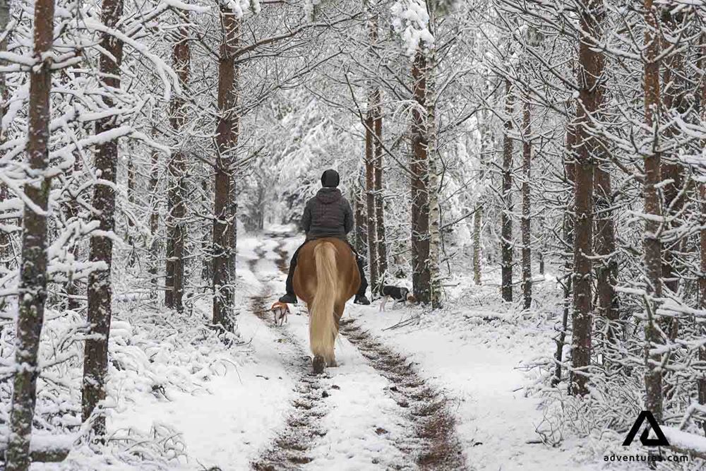 horse riding on a snowy winter path