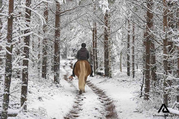 horse riding on a snowy winter forest path