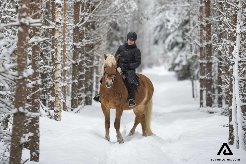 horse riding in a forest