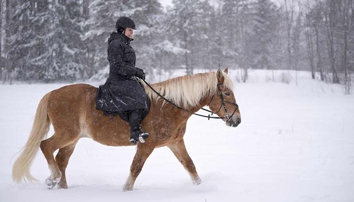 Small-Group Horseback Riding Tour in the Snow 