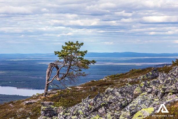 small tree on the top of a mountain in finland