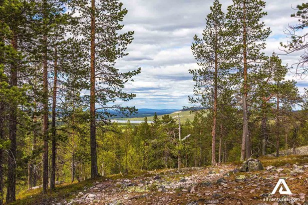 pine trees on a mountain in finland
