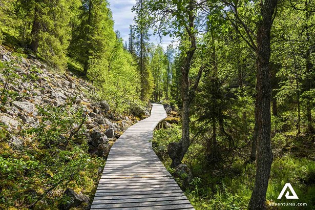 wooden path leading through a pine forest in finland at summer