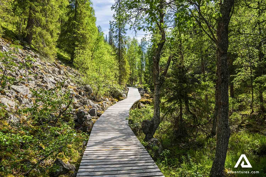 wooden path leading through a pine forest