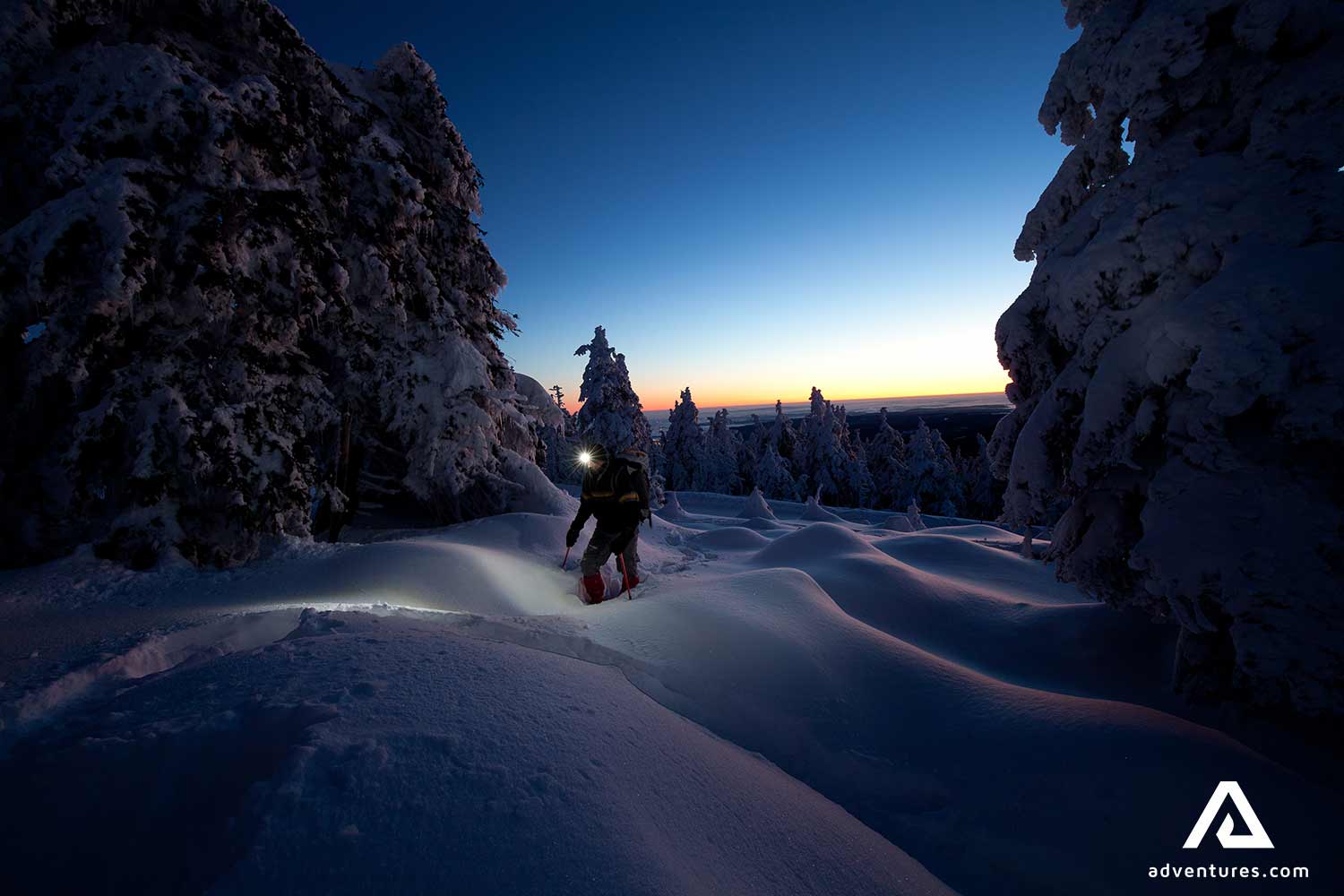 sunset and northern lights in a snowy forest