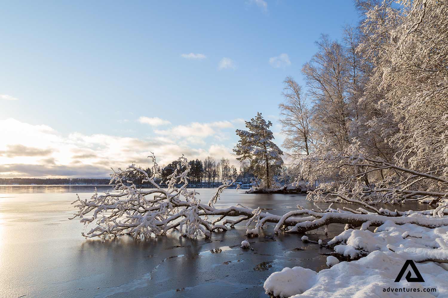 fallen tree in a frozen lake in finland