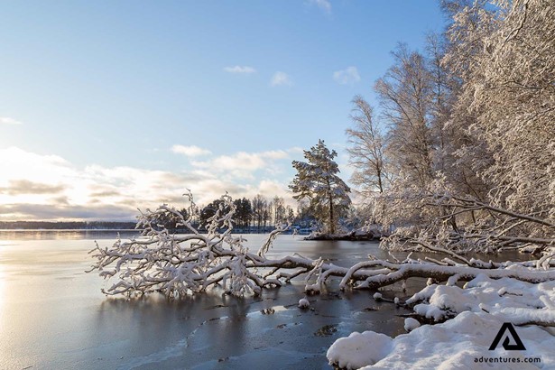 fallen tree in a frozen lake in finland