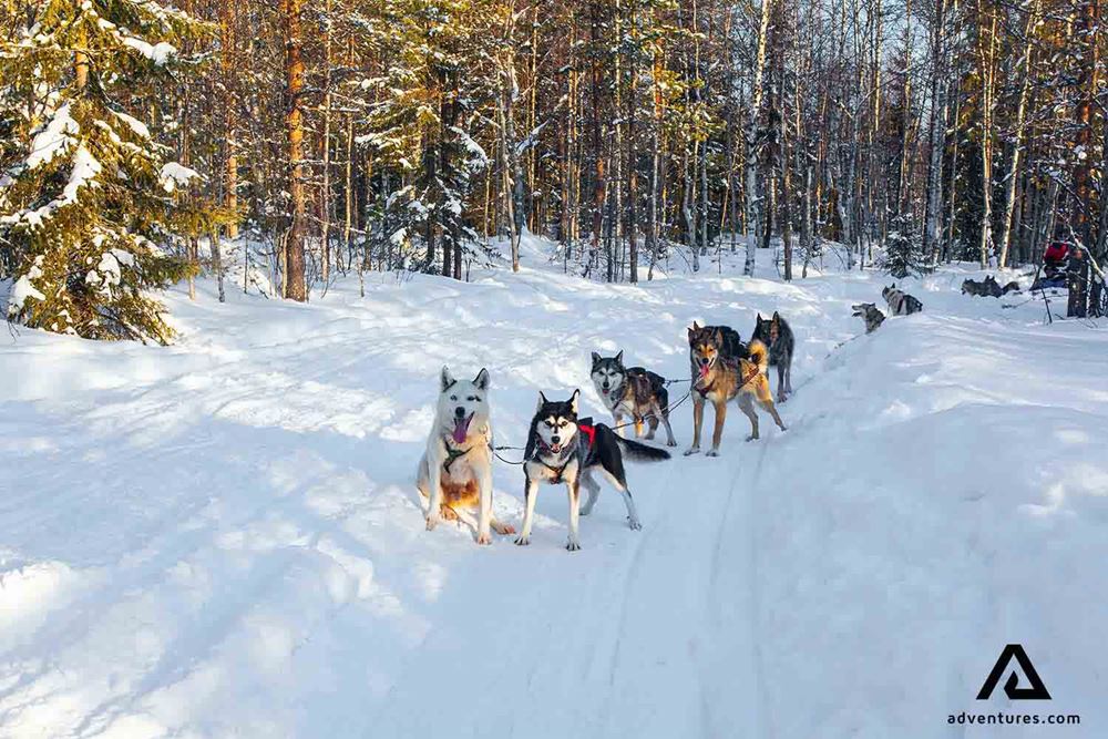 dogs waiting for dogsledding tour