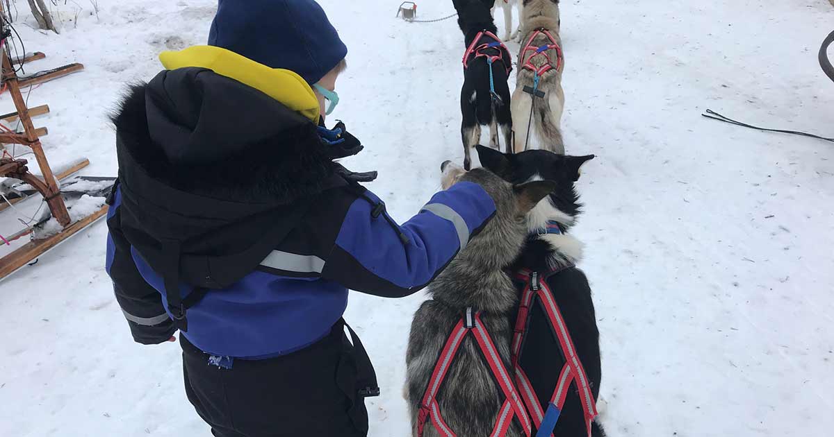 petting snow dogs in sweden