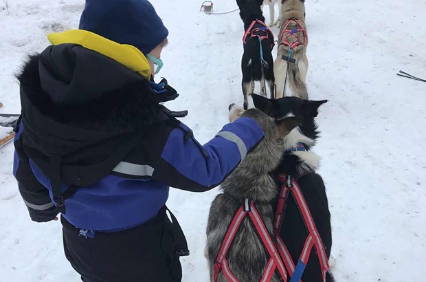 petting snow dogs in sweden