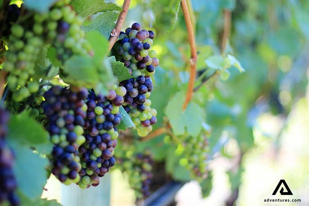 grapes growing in a vineyard