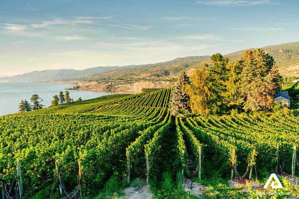 Vineyard in Kelowna British Columbia area