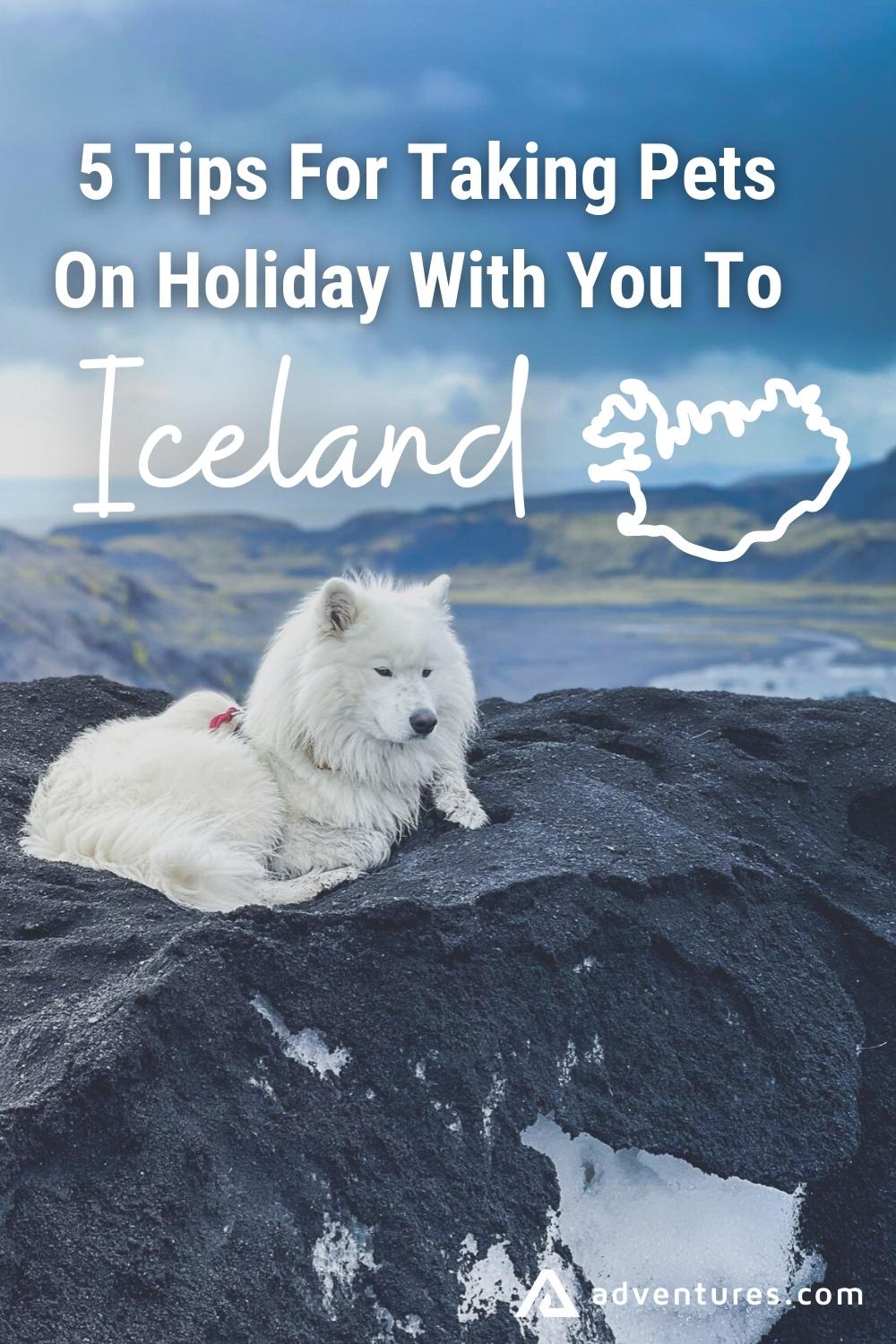 5 Tips For Taking Pets On Holiday With You To Iceland