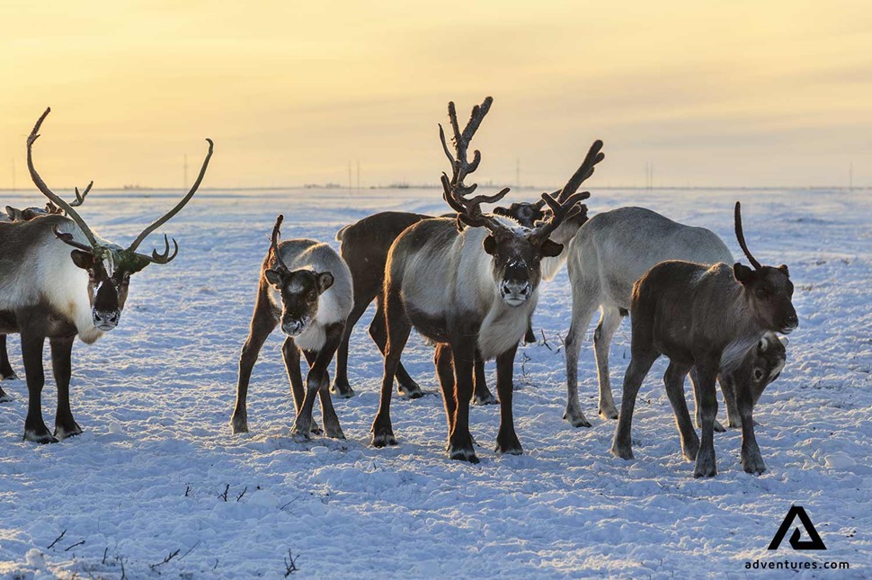 herd of reindeers in norway at winter