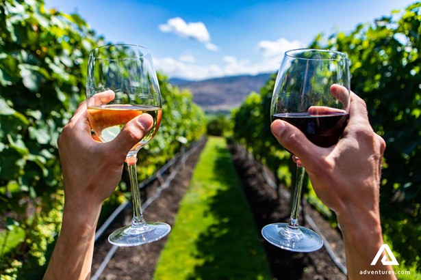 wine tasting in a vineyard