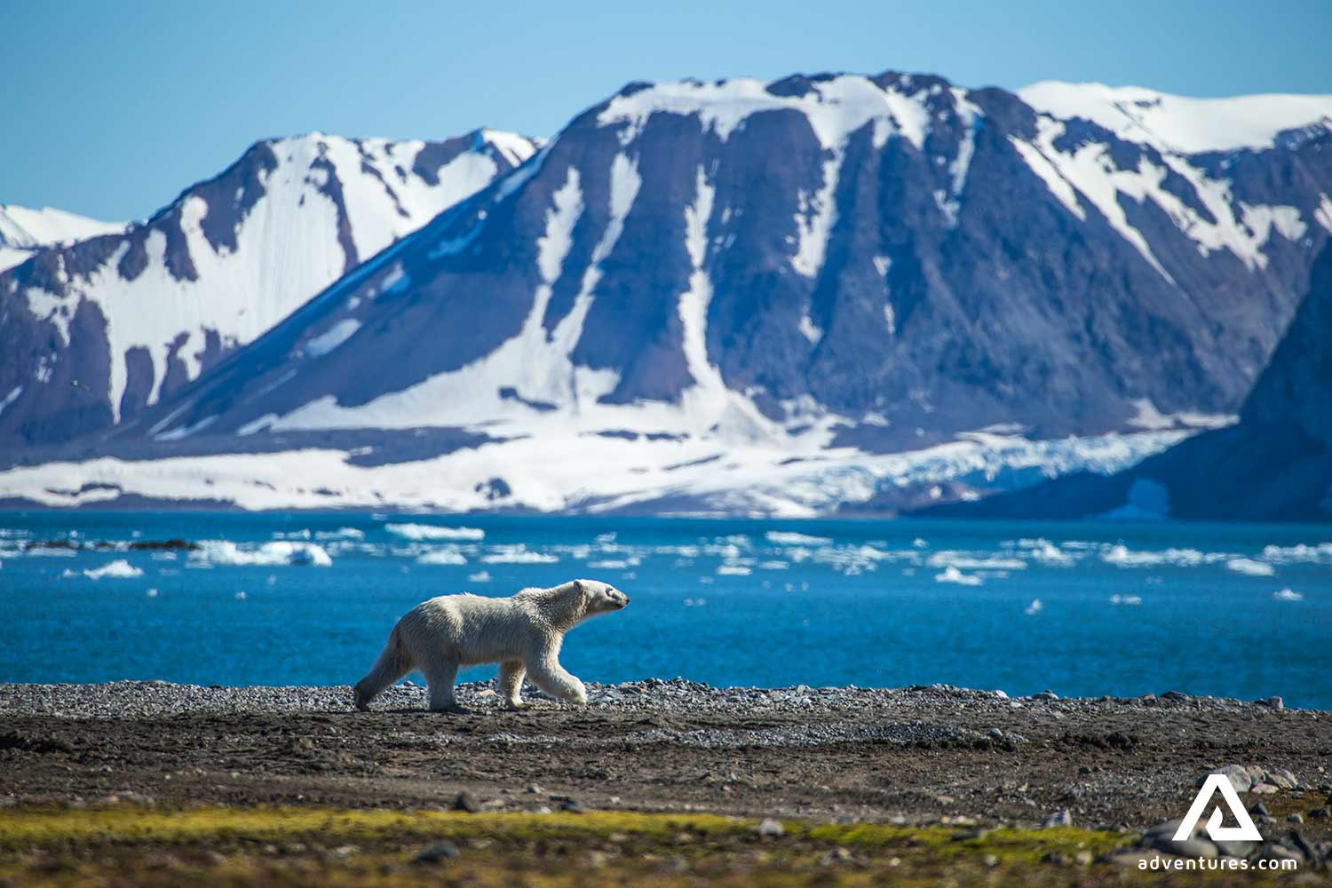 polar bear walking in svalbard in norway at winter