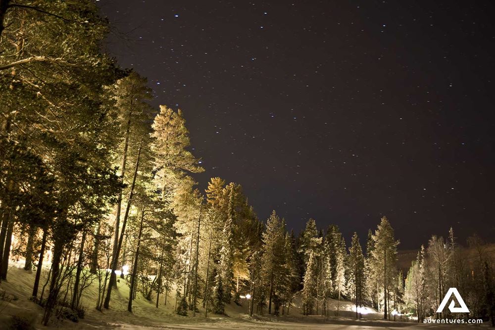 lit up tall trees and night sky
