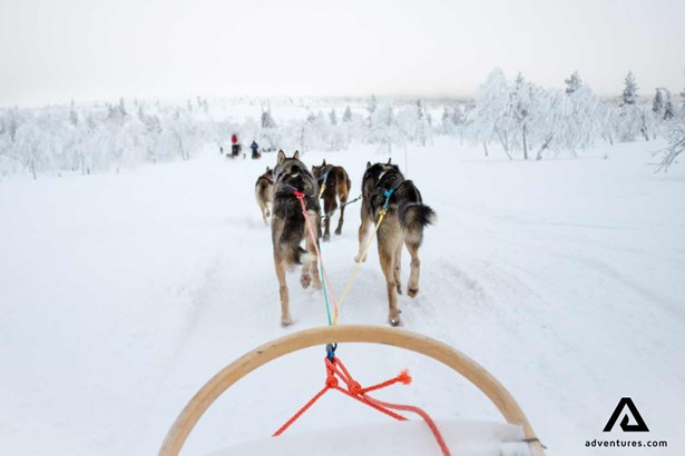 pov of being pulled by snow dogs in a dogsledge