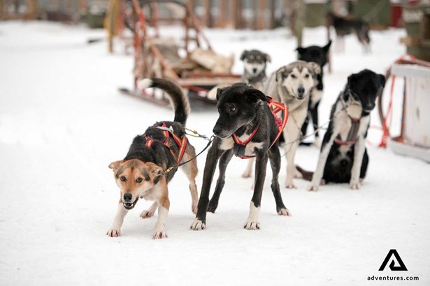excited snow dogs in sweden