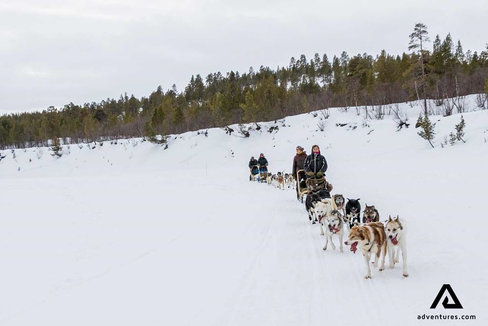 two dogsledges in sweden