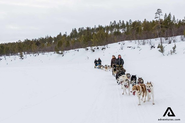 two dogsledges in sweden on a winter road