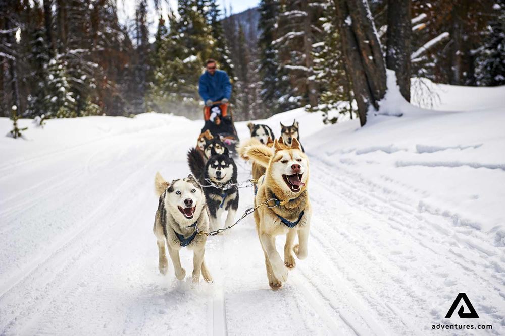 happy excited dogs in a winter forest