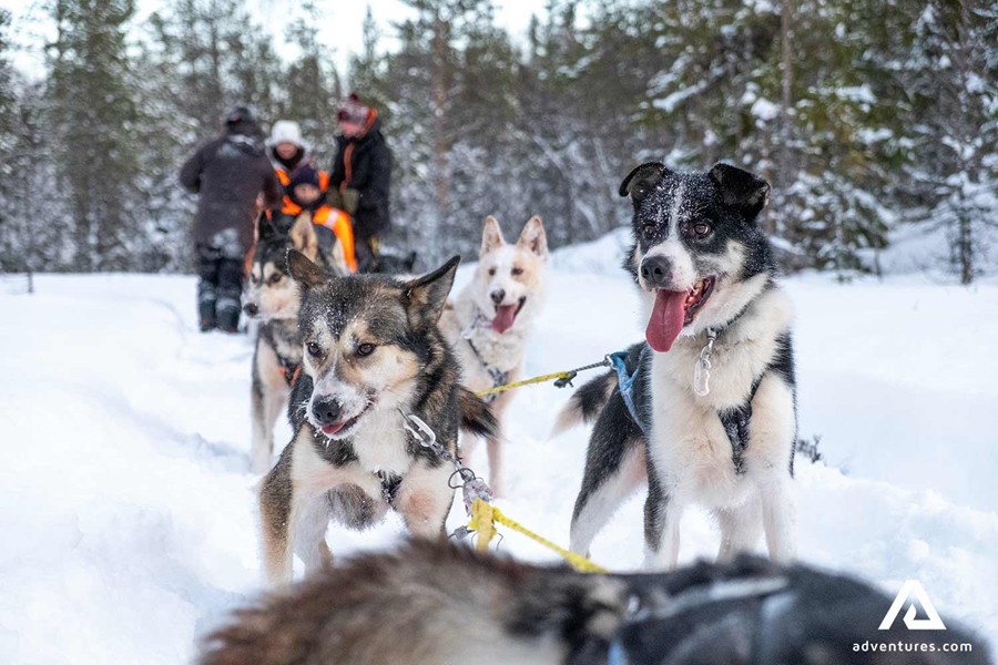snow dogs pulling a dogsledge
