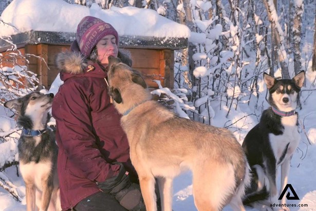 woman petting snow husky dogs