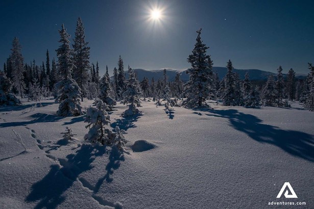 bright moon at night in a finnish forest