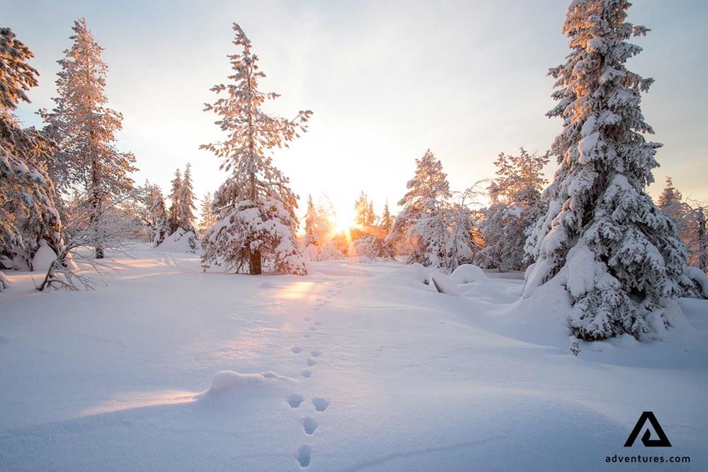 snowy sunset in a forest