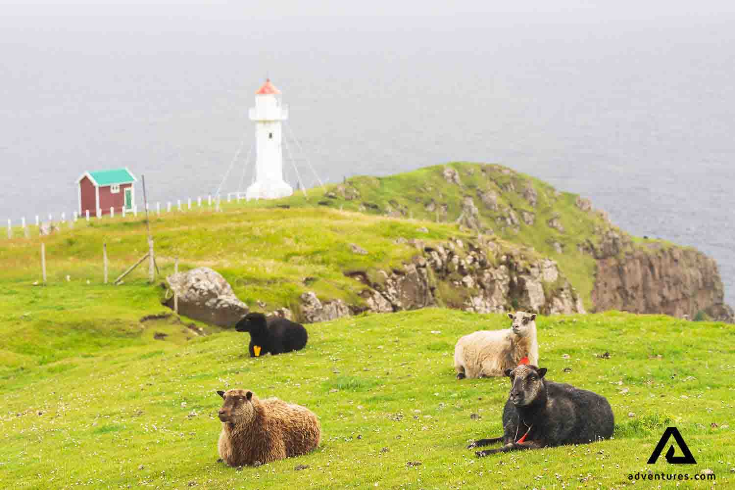 sheep relaxing near cliffs in suduroy