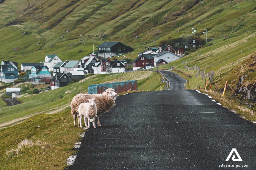 sheep crossing a road in faroe islands 