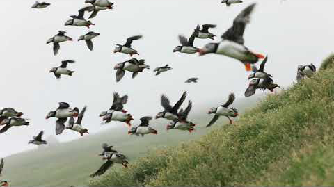 Surrounded by cute and funny puffins in Mykines (Faroe Islands)
